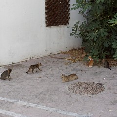 2015-09-11 15-58-42 Kos